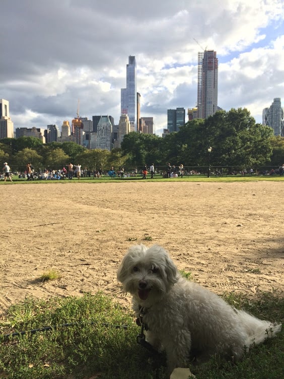 NYC Pass Review - Henry